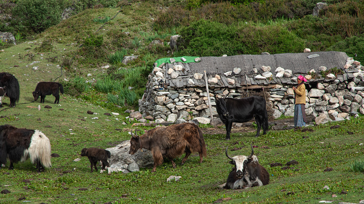 Into the Wilderness: Discovering the Untamed Beauty of the Langtang Valley